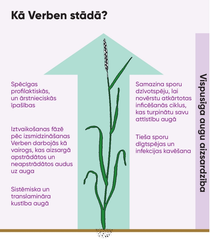 LV verben graph 1